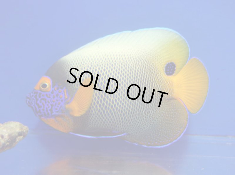 画像2: ブルーフェイス (2)