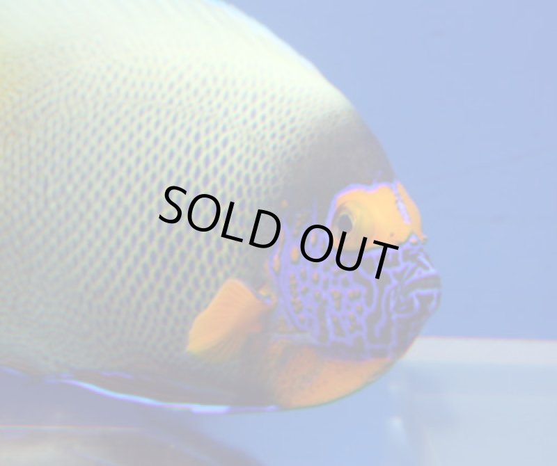 画像3: ブルーフェイス (3)