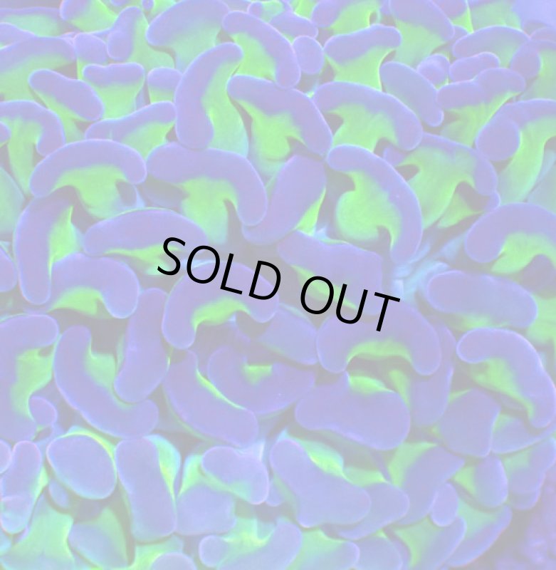 画像2: ナガレハナ (2)