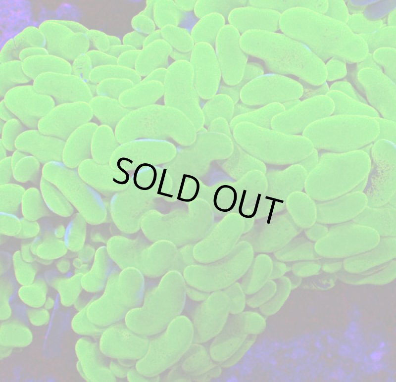 画像2: ナガレハナ (2)