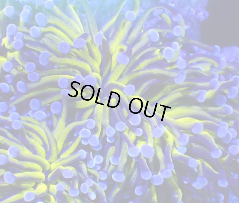 画像2: ハナサンゴ (2)