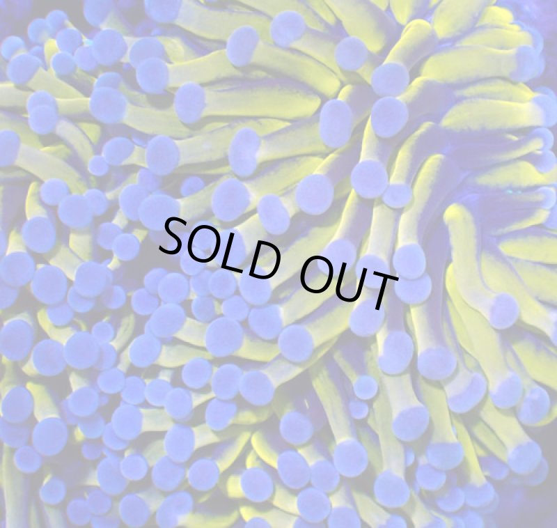 画像2: ハナサンゴ (2)