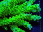 画像2: Acropora (2)
