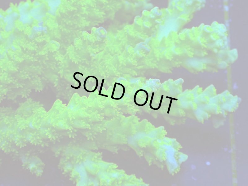 画像2: Acropora (2)