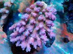 画像1: Acropora (1)