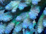 画像2: Acropora (2)