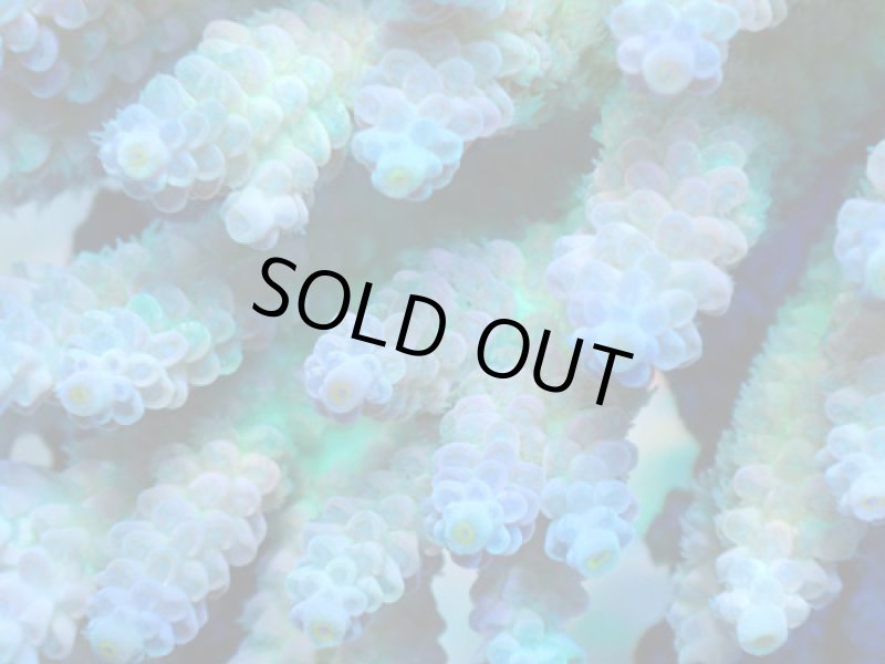 画像2: Acropora (2)