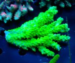 画像1: Acropora (1)