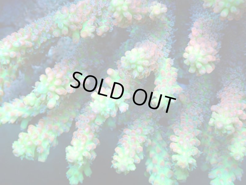 画像2: Acropora (2)