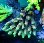 画像1: Acropora (1)