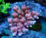 画像1: Acropora (1)