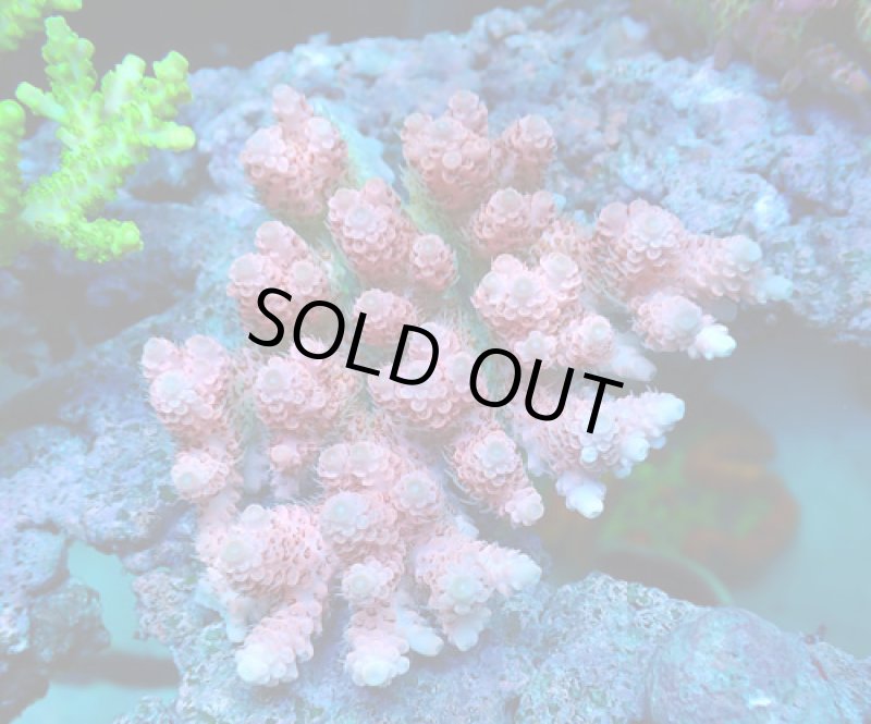 画像1: Acropora (1)