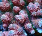 画像2: Acropora (2)