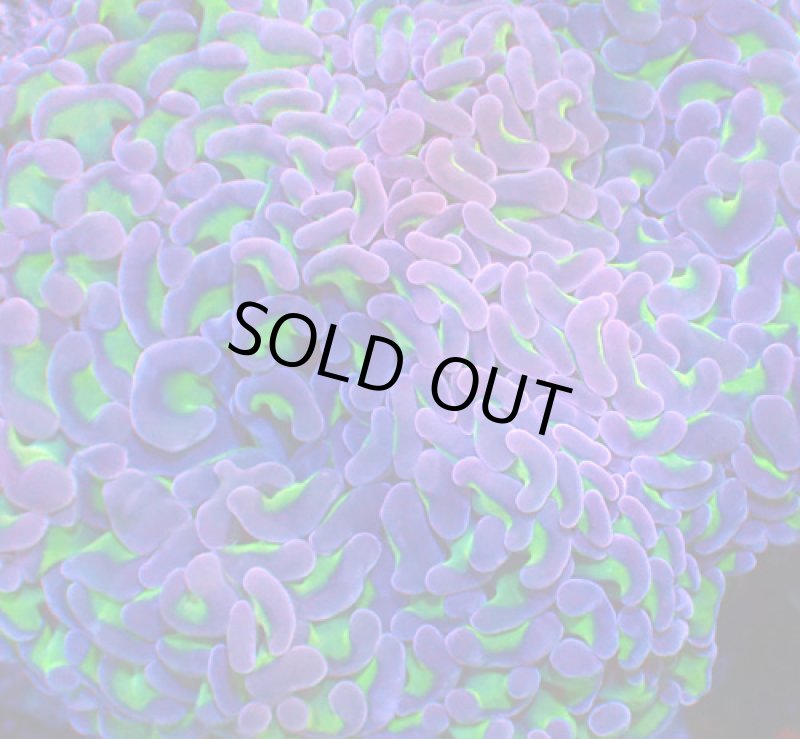 画像2: ナガレハナ (2)