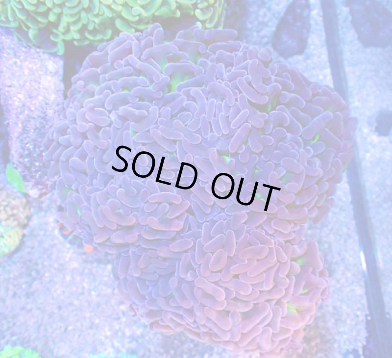 画像1: ナガレハナ (1)