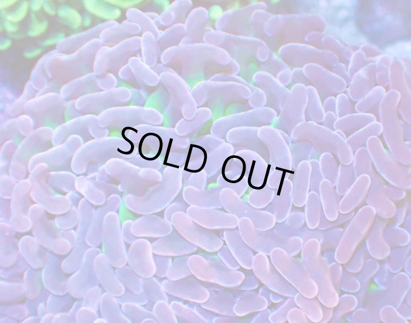 画像2: ナガレハナ (2)