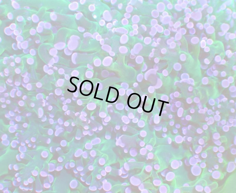 画像2: タコアシ (2)