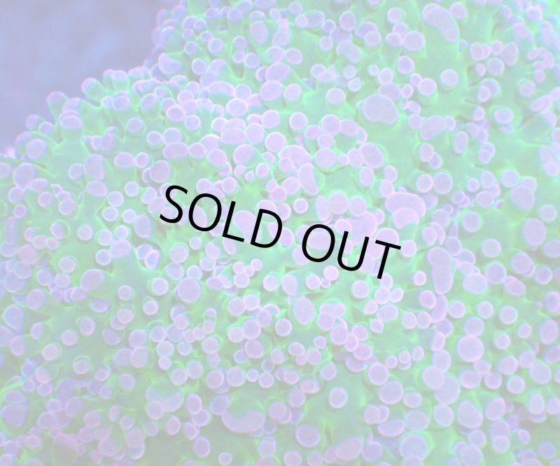 画像2: タコアシ (2)