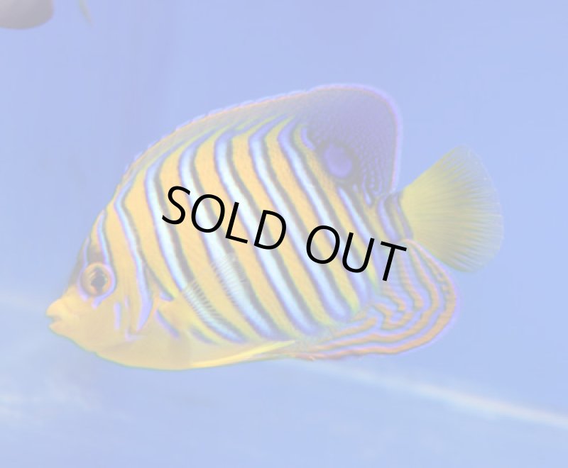 画像2: ニシキヤッコ (2)