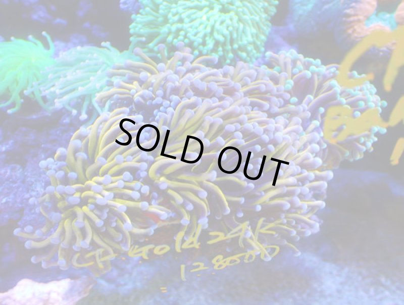 画像2: ハナサンゴ (2)