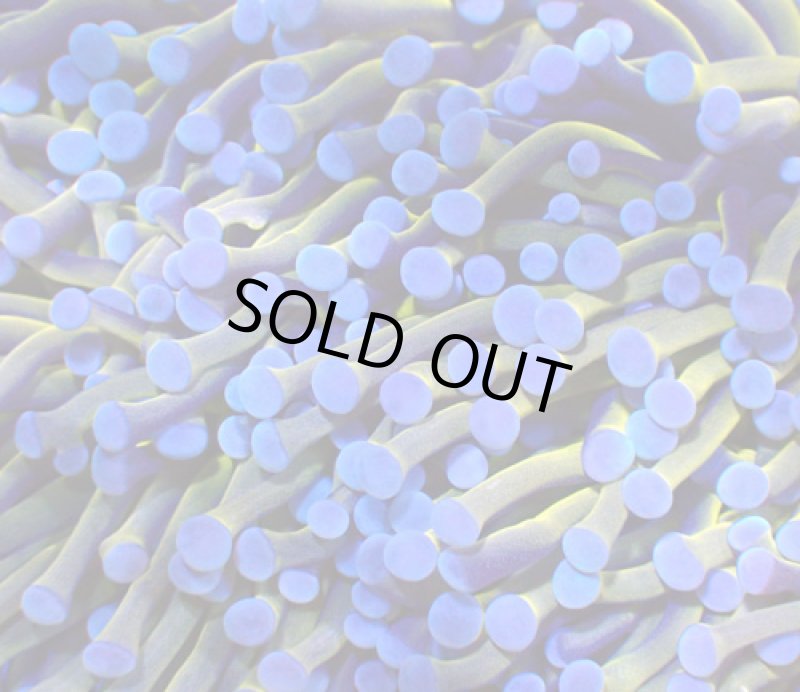 画像2: ハナサンゴ (2)