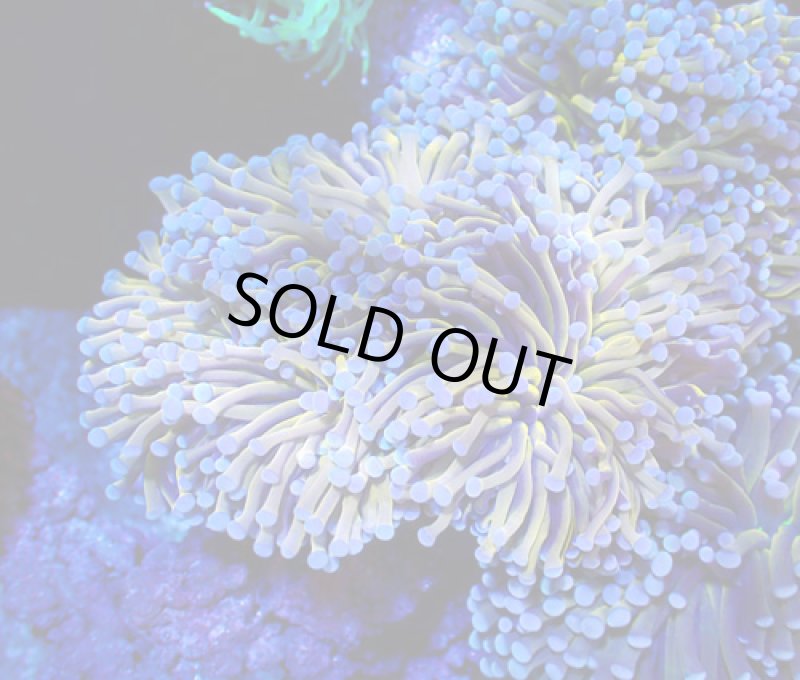 画像1: ハナサンゴ (1)