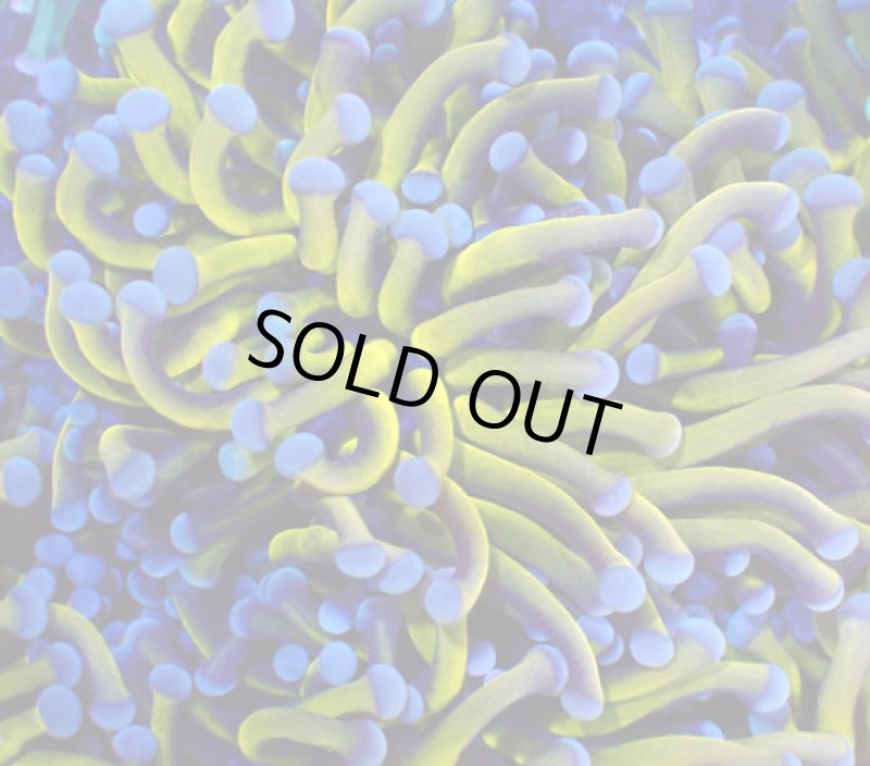 画像3: ハナサンゴ (3)