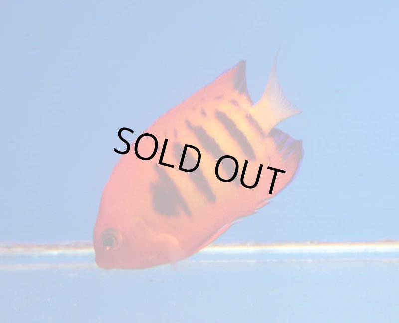 画像2: フレームエンゼル　 (2)