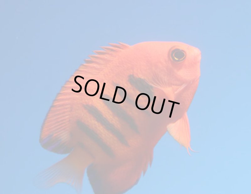 画像2: フレームエンゼル　 (2)