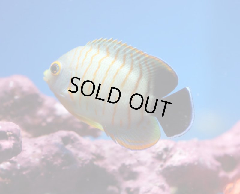 画像2: エイブルズエンゼル (2)