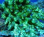 画像2: Acropora (2)