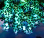 画像3: Acropora (3)