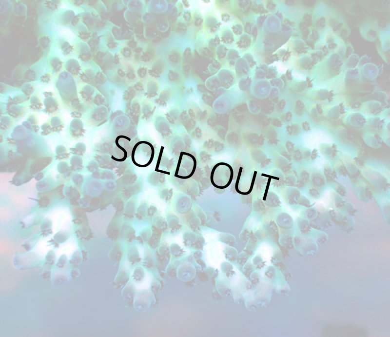 画像3: Acropora (3)