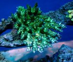 画像1: Acropora (1)