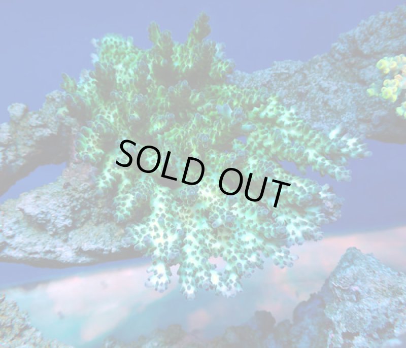 画像1: Acropora (1)