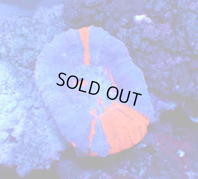 画像1: スコリミア (1)