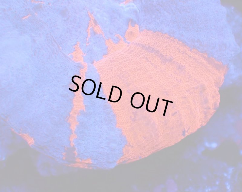 画像2: スコリミア (2)