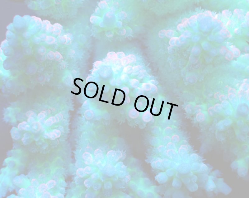 画像2: Acropora (2)