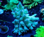 画像1: Acropora (1)