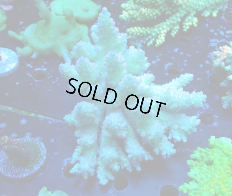 画像1: Acropora (1)