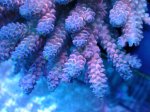 画像2: Acropora (2)