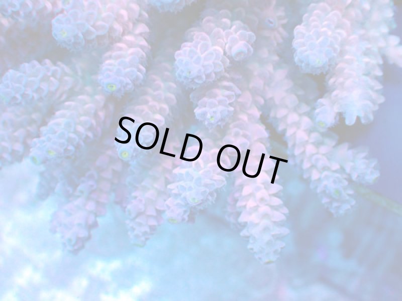 画像2: Acropora (2)