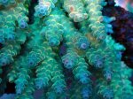 画像2: Acropora (2)