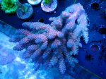 画像1: Acropora (1)