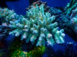 画像1: Acropora (1)