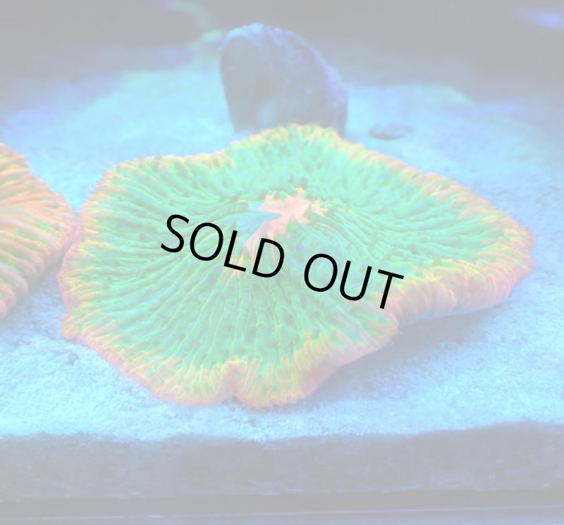 画像1: クサビライシ (1)