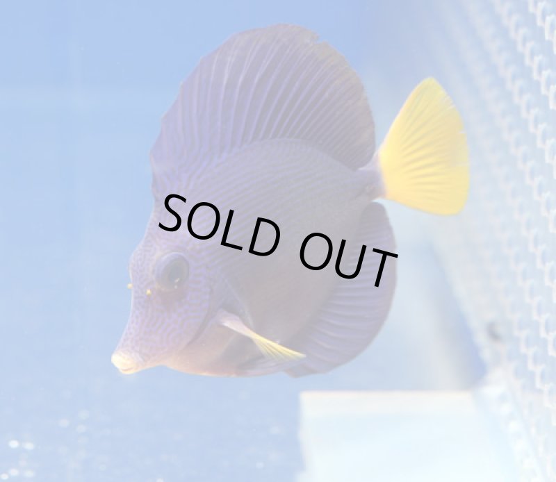 画像1: パープルタン (1)