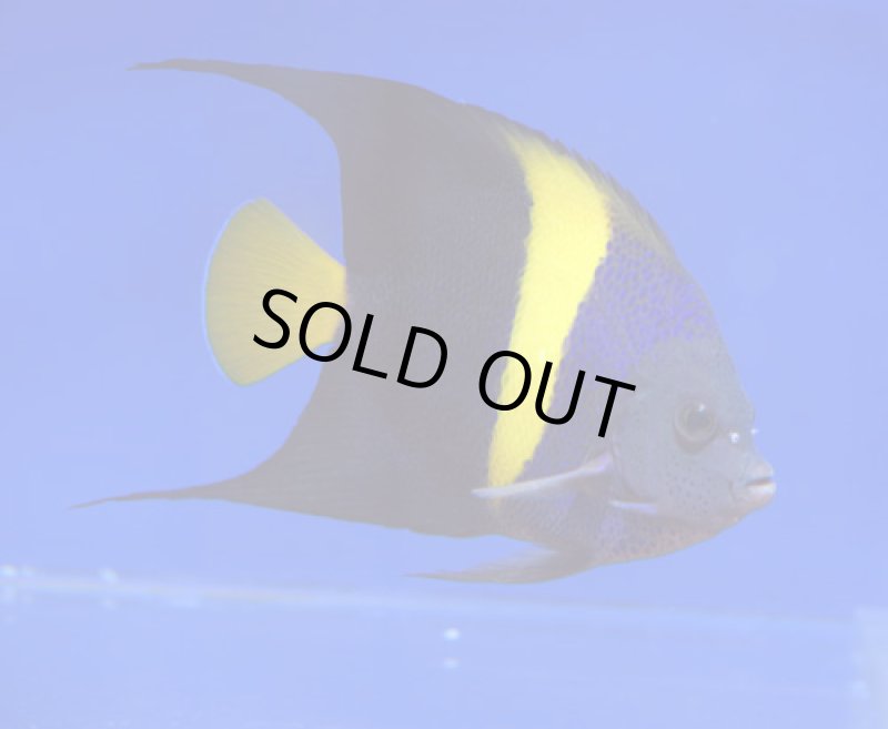 画像1: アズファー (1)