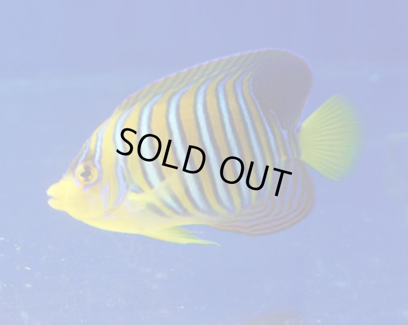 画像2: ニシキヤッコ (2)