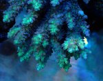 画像2: Acropora (2)